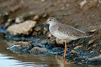 Spotted Redshank (Tringa erythropus) - Chevalier arlequin 10782