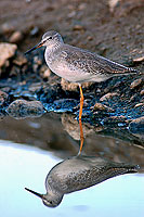 Spotted Redshank (Tringa erythropus) - Chevalier arlequin 10783 Spotted Redshank (Tringa erythropus) - Chevalier arlequin 10783