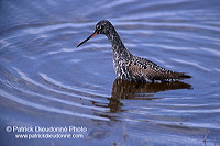 Spotted Redshank (Tringa erythropus) - Chevalier arlequin - 17741