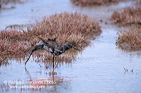 Spotted Redshank (Tringa erythropus) - Chevalier arlequin - 17742