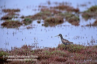 Spotted Redshank (Tringa erythropus) - Chevalier arlequin - 17743 Spotted Redshank (Tringa erythropus) - Chevalier arlequin - 17743