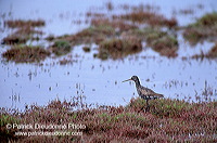 Spotted Redshank (Tringa erythropus) - Chevalier arlequin - 17743