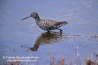 Spotted Redshank (Tringa erythropus) - Chevalier arlequin - 17745