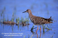 Ruff (Philomachus pugnax) - Combattant varié - 17747 Ruff (Philomachus pugnax) - Combattant varié - 17747
