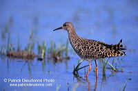 Ruff (Philomachus pugnax) - Combattant varié - 17747