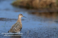 Ruff (Philomachus pugnax) - Combattant varié - 17749 Ruff (Philomachus pugnax) - Combattant varié - 17749