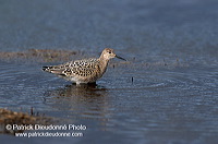 Ruff (Philomachus pugnax) - Combattant varié - 17752 Ruff (Philomachus pugnax) - Combattant varié - 17752
