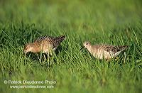Ruff (Philomachus pugnax) - Combattant varié - 17753 Ruff (Philomachus pugnax) - Combattant varié - 17753