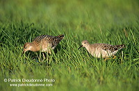 Ruff (Philomachus pugnax) - Combattant varié - 17753