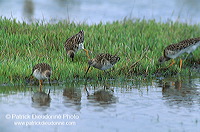 Ruff (Philomachus pugnax) - Combattant varié - 17754