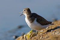 Common Sandpiper (Actitis hypoleucos) - Chevalier guignette  10796