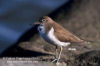 Common Sandpiper (Actitis hypoleucos) - Chevalier guignette - 17756