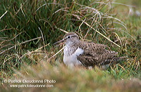 Common Sandpiper (Actitis hypoleucos) - Chevalier guignette - 17757