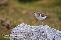 Common Sandpiper (Actitis hypoleucos) - Chevalier guignette - 17758