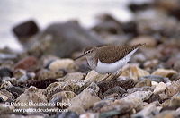 Common Sandpiper (Actitis hypoleucos) - Chevalier guignette - 17759