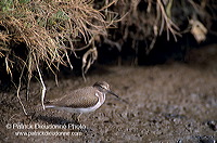 Common Sandpiper (Actitis hypoleucos) - Chevalier guignette - 17760