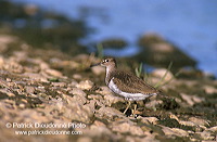 Common Sandpiper (Actitis hypoleucos) - Chevalier guignette - 17764