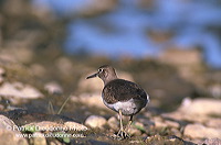 Common Sandpiper (Actitis hypoleucos) - Chevalier guignette - 17765 Common Sandpiper (Actitis hypoleucos) - Chevalier guignette - 17765
