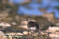 Common Sandpiper (Actitis hypoleucos) - Chevalier guignette - 17765