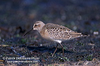 Curlew Sandpiper (Calidris ferruginea) - Becasseau cocorli - 17766