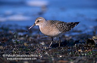 Curlew Sandpiper (Calidris ferruginea) - Becasseau cocorli - 17767