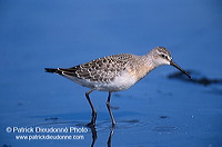 Curlew Sandpiper (Calidris ferruginea) - Becasseau cocorli - 17768 Curlew Sandpiper (Calidris ferruginea) - Becasseau cocorli - 17768