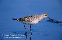 Curlew Sandpiper (Calidris ferruginea) - Becasseau cocorli - 17768