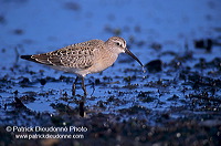 Curlew Sandpiper (Calidris ferruginea) - Becasseau cocorli - 17769