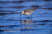 Curlew Sandpiper (Calidris ferruginea) - Becasseau cocorli - 17770 Curlew Sandpiper (Calidris ferruginea) - Becasseau cocorli - 17770