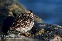 Purple sandpiper (Calidris maritima) - Becasseau violet - 17774 Purple sandpiper (Calidris maritima) - Becasseau violet - 17774