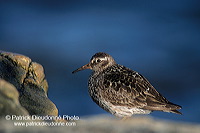 Purple sandpiper (Calidris maritima) - Becasseau violet - 17776 Purple sandpiper (Calidris maritima) - Becasseau violet - 17776