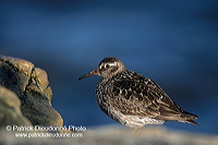 Purple sandpiper (Calidris maritima) - Becasseau violet - 17776