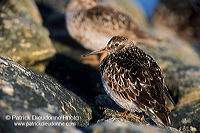 Purple sandpiper (Calidris maritima) - Becasseau violet - 17778