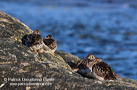 Purple sandpiper (Calidris maritima) - Becasseau violet - 17779