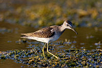 Wood Sandpiper (Tringa glareola) - Chevalier sylvain 10798 Wood Sandpiper (Tringa glareola) - Chevalier sylvain 10798