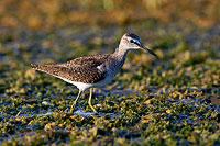 Wood Sandpiper (Tringa glareola) - Chevalier sylvain 10799 Wood Sandpiper (Tringa glareola) - Chevalier sylvain 10799