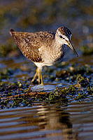 Wood Sandpiper (Tringa glareola) - Chevalier sylvain 10800