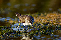 Wood Sandpiper (Tringa glareola) - Chevalier sylvain 10801 Wood Sandpiper (Tringa glareola) - Chevalier sylvain 10801