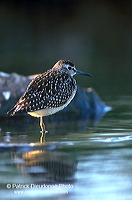 Wood Sandpiper (Tringa glareola) - Chevalier sylvain - 17782