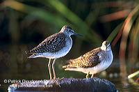 Wood Sandpiper (Tringa glareola) - Chevalier sylvain - 17785