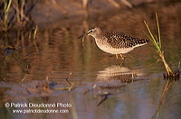 Wood Sandpiper (Tringa glareola) - Chevalier sylvain - 17789