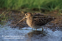 Snipe (Gallinago gallinago) - Bécassine - 17797