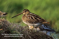 Snipe (Gallinago gallinago) - Bécassine - 17798 Snipe (Gallinago gallinago) - Bécassine - 17798