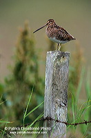 Snipe (Gallinago gallinago) - Bécassine - 17800