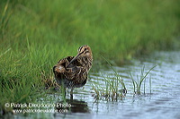 Snipe (Gallinago gallinago) - Bécassine - 17810 Snipe (Gallinago gallinago) - Bécassine - 17810
