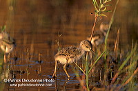 Black-winged Stilt (Himantopus himantopus) - Echasse blanche - 17829