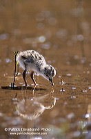 Black-winged Stilt (Himantopus himantopus) - Echasse blanche - 17830 Black-winged Stilt (Himantopus himantopus) - Echasse blanche - 17830