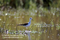 Black-winged Stilt (Himantopus himantopus) - Echasse blanche - 17838 Black-winged Stilt (Himantopus himantopus) - Echasse blanche - 17838