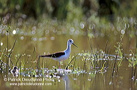 Black-winged Stilt (Himantopus himantopus) - Echasse blanche - 17838