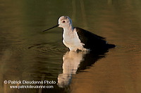 Black-winged Stilt (Himantopus himantopus) - Echasse blanche - 17843 Black-winged Stilt (Himantopus himantopus) - Echasse blanche - 17843